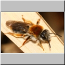 Andrena haemorrhoa - Sandbiene w11a 11mm - Sandgrube Niedringhaussee.jpg